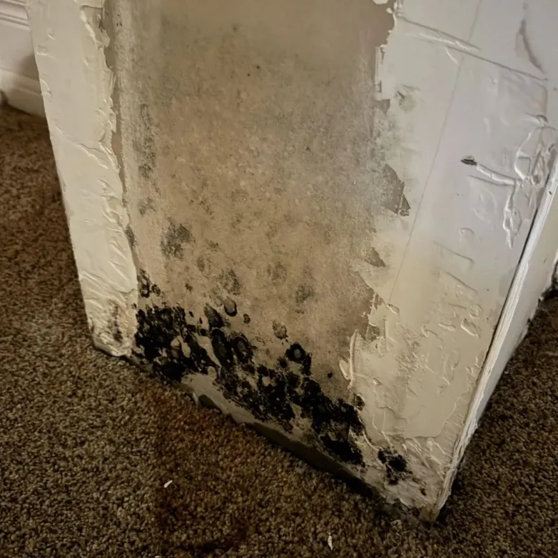 Professional Mold Removal in Saint Clair County, AL